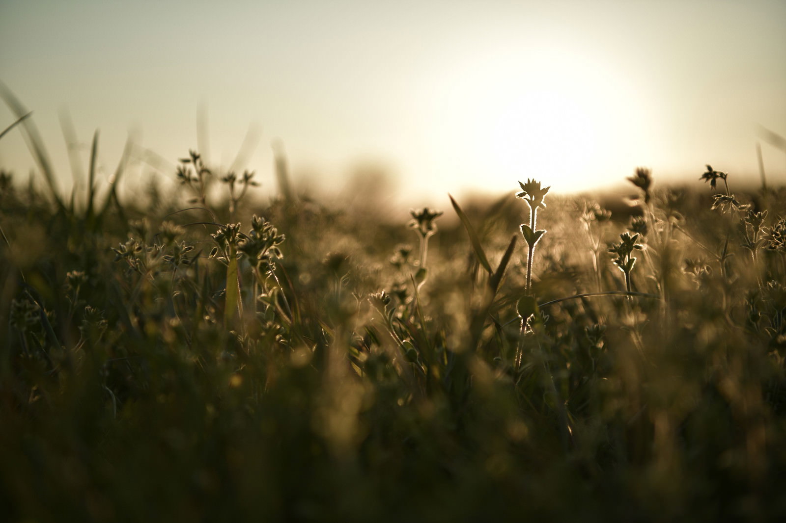 夕日の逆光で輝く草原に生える植物のシルエット