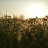 夕日に照らされた草原の雑草のシルエットの写真