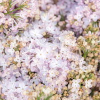 溢れるライラックの花と蕾を近距離で捉えた春の花木の写真