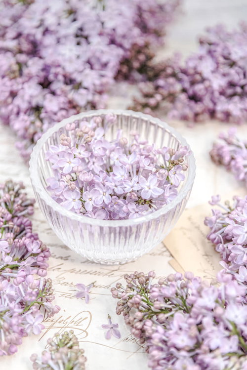 透明な器に盛る開花したライラックの花束と蕾