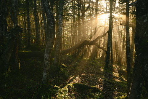 日本百名山・塩見岳の稜線尾根道に差し込む朝日