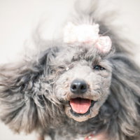 ピンクのリボンをつけたトイプードルの笑顔の写真