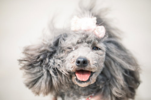 ピンクのリボンをつけたトイプードルの笑顔