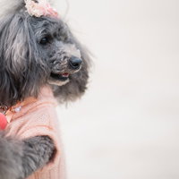 かまってほしくてしょうがないワンちゃん、ピンクのニット姿の写真