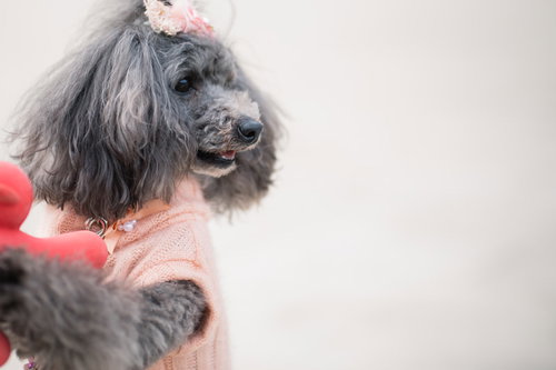 かまってほしくてしょうがないワンちゃん、ピンクのニット姿