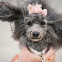風を浴びるピンクのヘアクリップを付けたグレープードルの写真