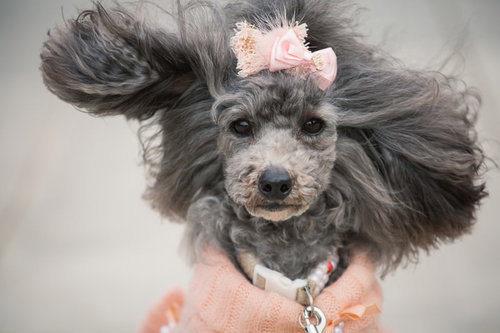 風を浴びるピンクのヘアクリップを付けたグレープードル