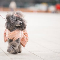 ピンクのドレスを着たプードルのお散歩、ピンク色のリードでコーディネートの写真