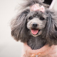 ピンクのリボンを付けた喜びの表情のプードルの写真