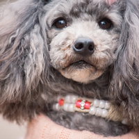 切ない表情で見つめるトイプードル、赤ピンクの首輪をした灰白毛の小型犬の写真