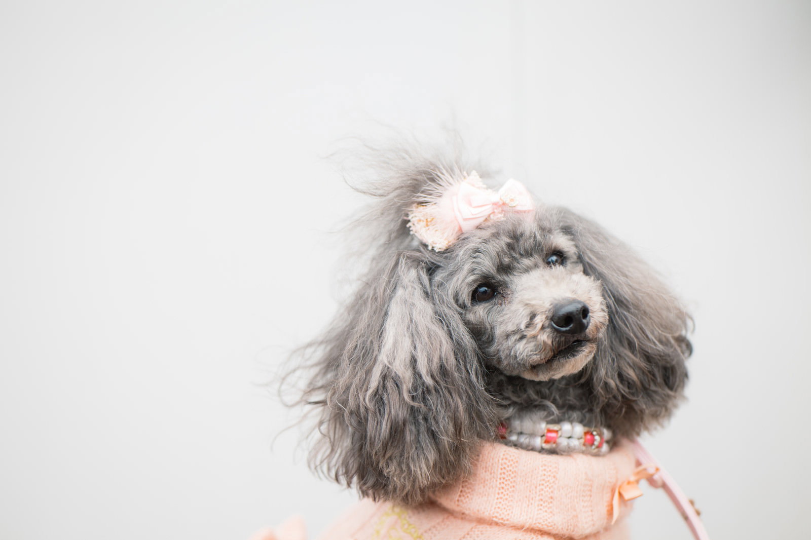 ピンクのリボンと服を着たトイプードルが振り返っている