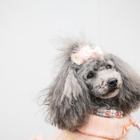 ご主人の呼びかけに振り返るトイプードル、ピンクのリボン姿の写真