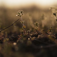夕日の逆光で産毛が光る野草の写真