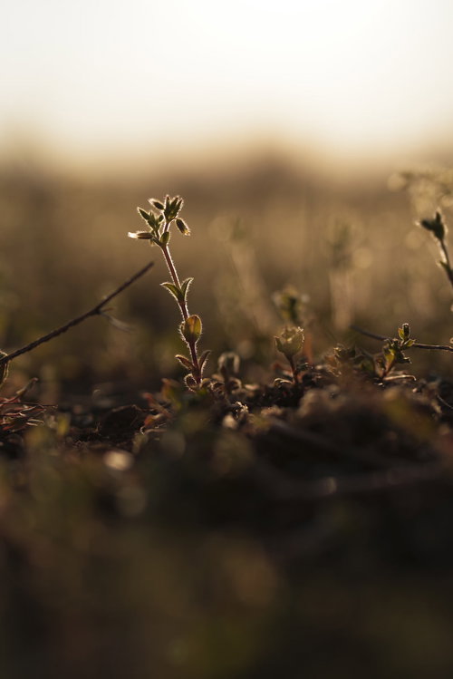 夕日の逆光で産毛が光る野草
