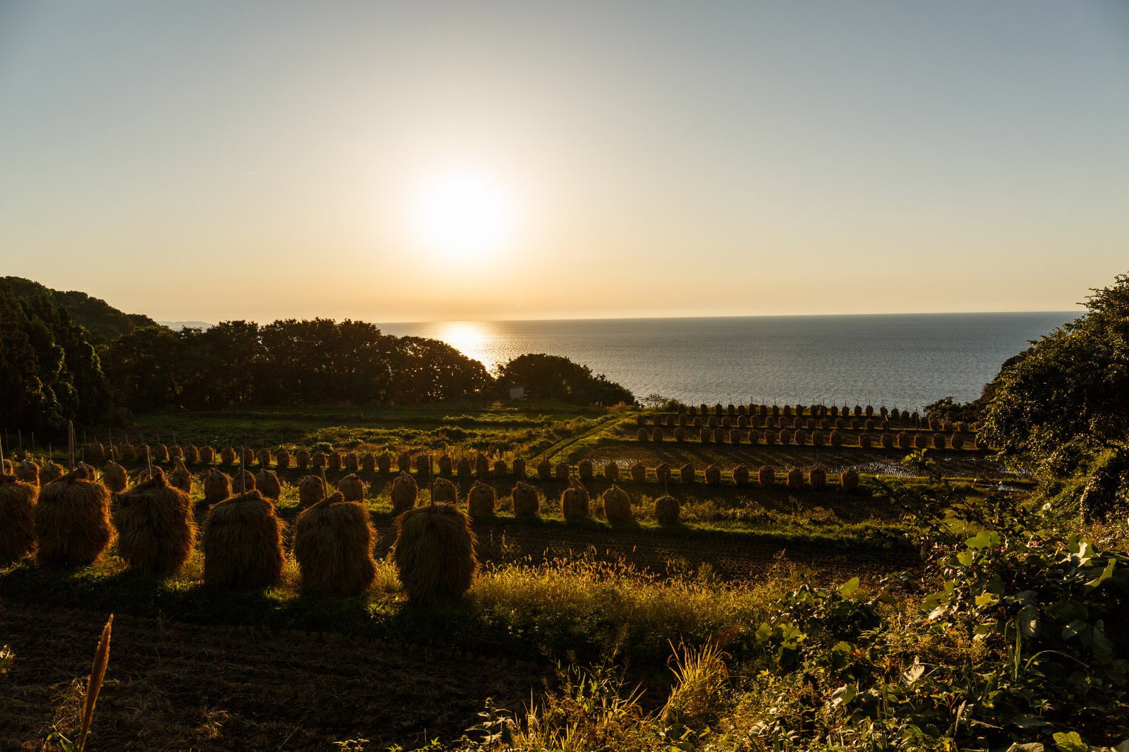 夕暮れ時のオレンジ色の空の下に広がる段々畑の棚田風景