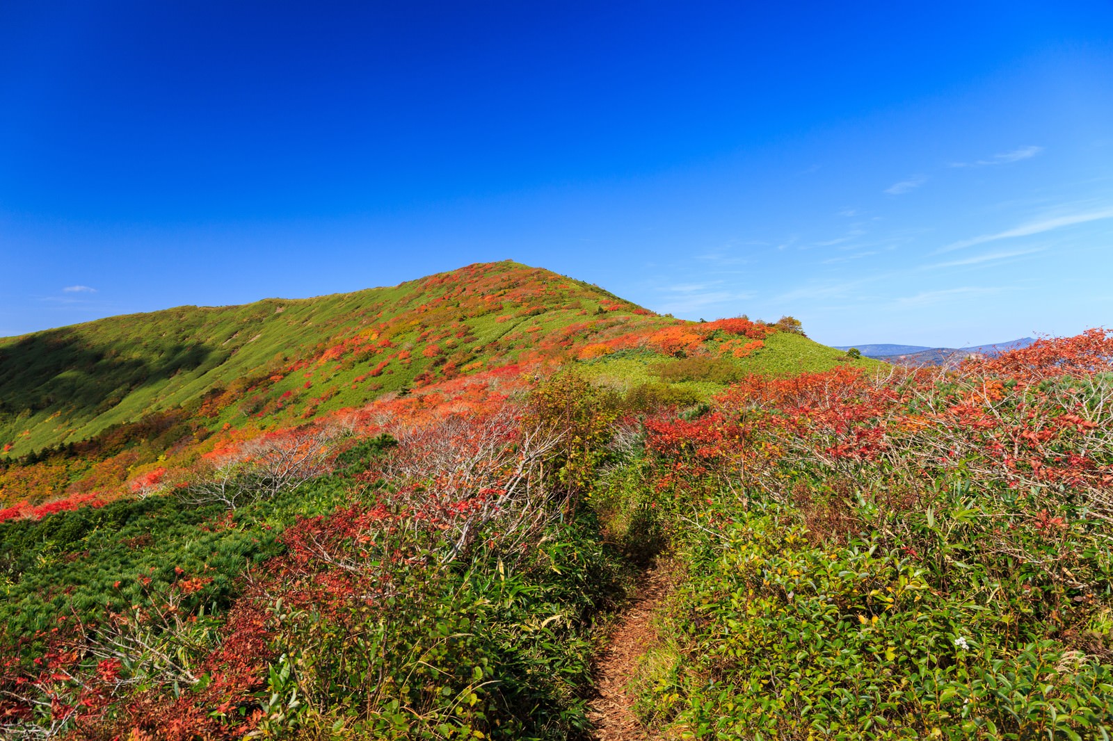 森林限界の紅葉した低木の間を通る登山道と青空