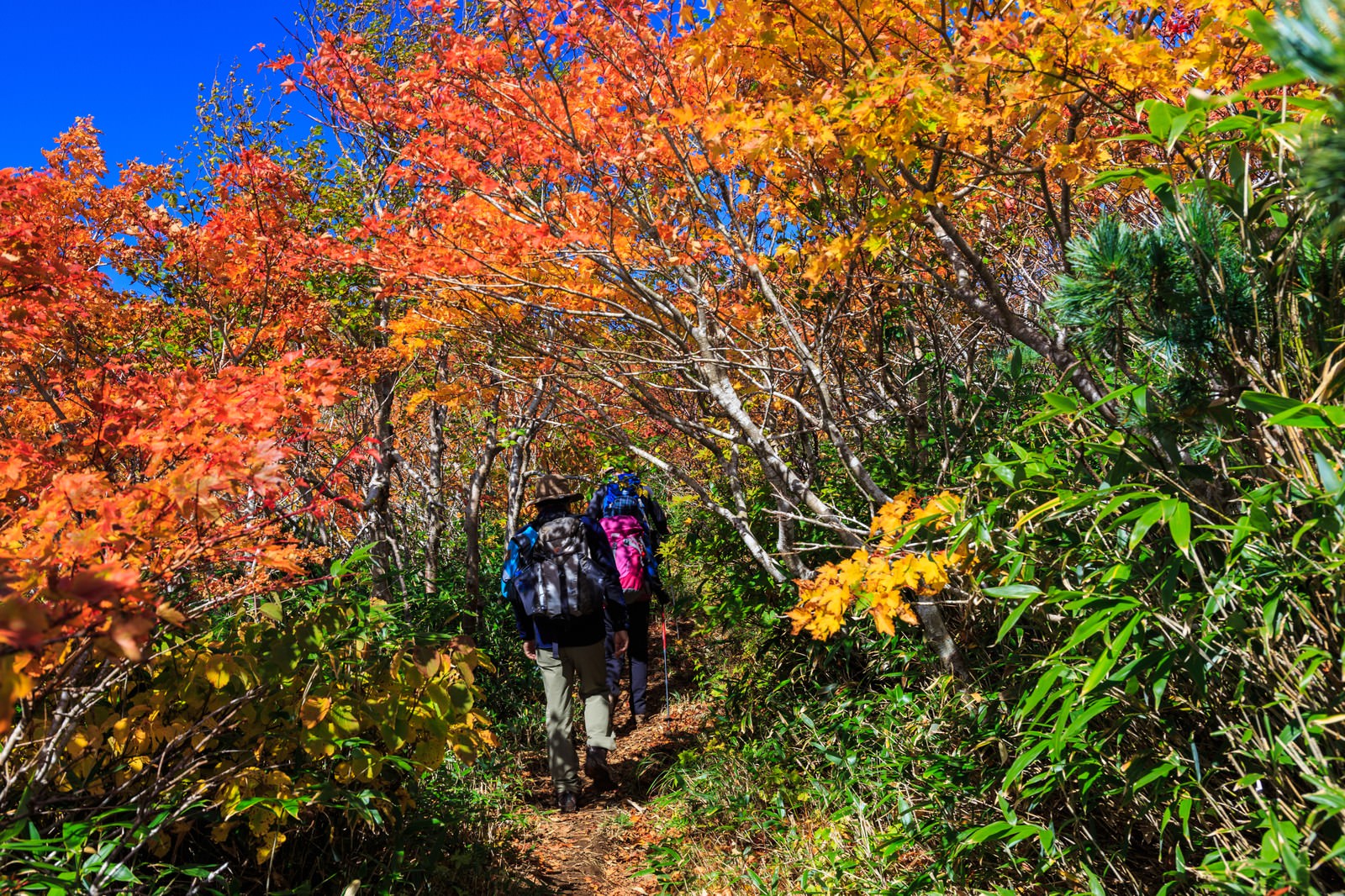 秋の紅葉に囲まれた山道を歩く登山者