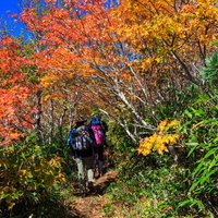 秋の紅葉と黄葉に囲まれた山道を歩く登山者の写真