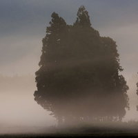 霧の中の木立と秋の田んぼの写真