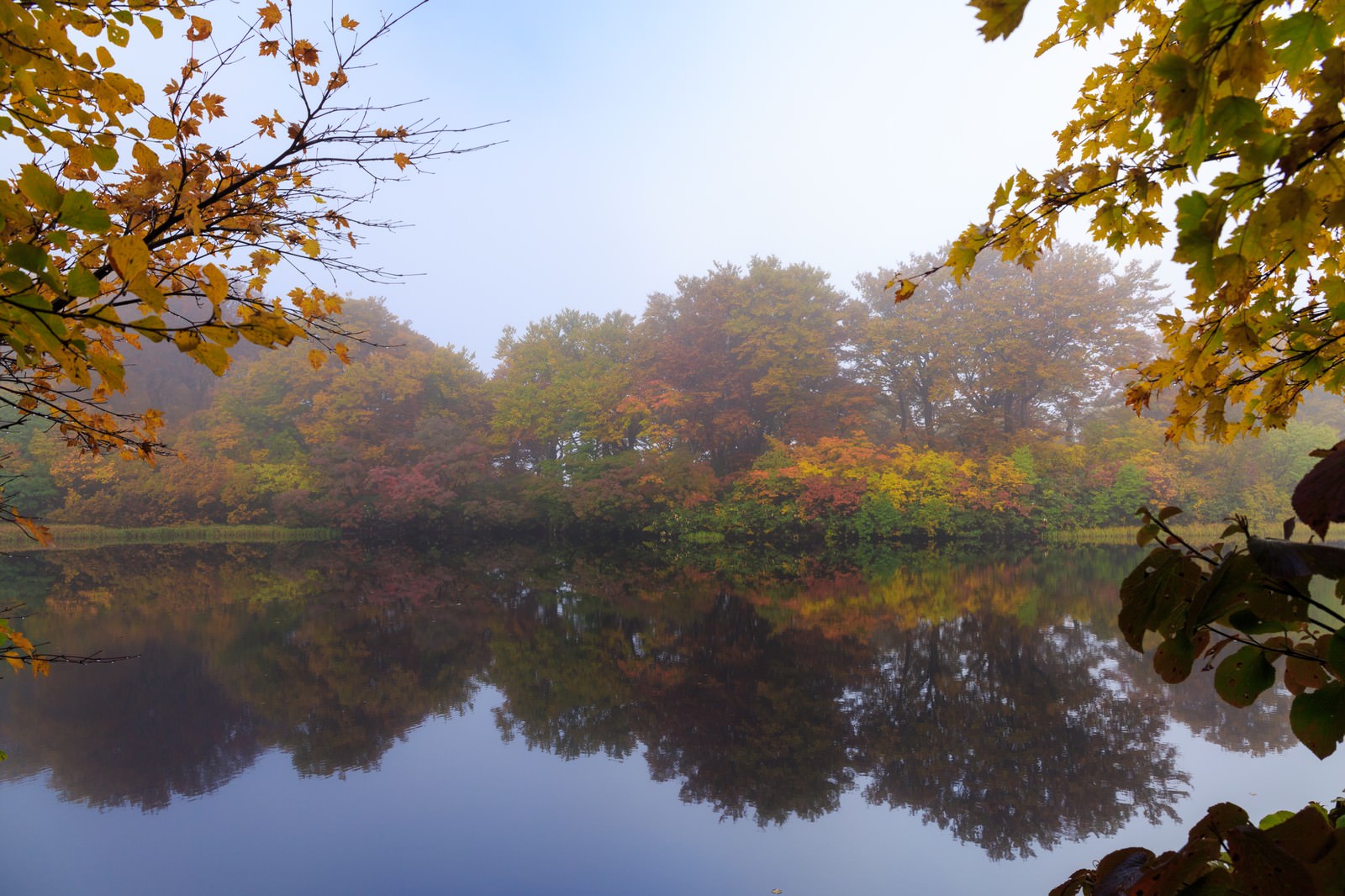 朝霧に包まれた善神沼で黄葉した木々が湖面に映り込む秋の風景