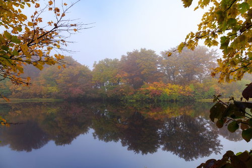 朝霧に包まれた善神沼の色づく黄葉と水面反射