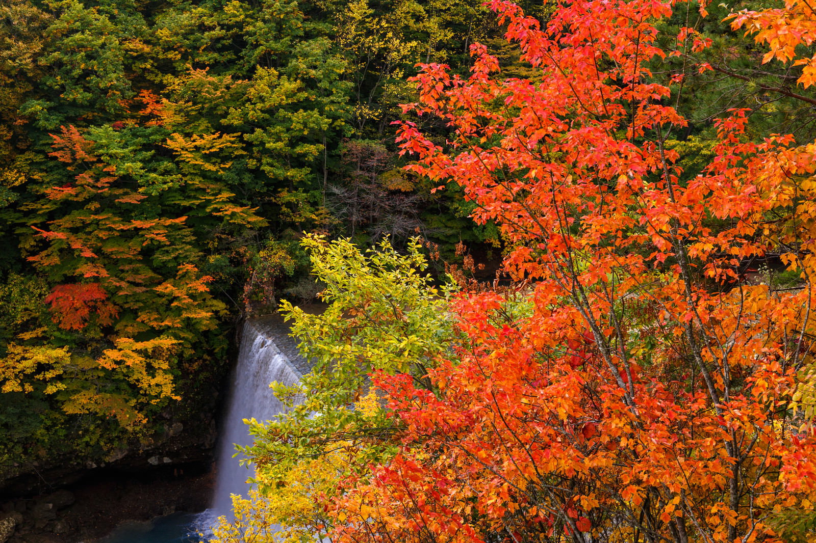 八幡平の森で色づく紅葉と渓谷の自然風景