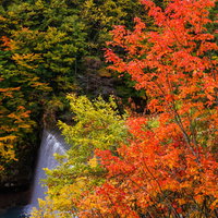 色づきはじめる八幡平の紅葉と渓谷の秋景色の写真