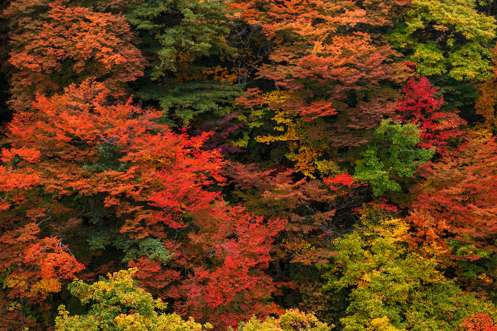 赤やオレンジ、黄色に紅葉したカエデやもみじが彩る八幡平の山林風景
