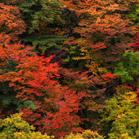 秋の八幡平、赤やオレンジ、黄色に染まるカエデともみじの山林の写真