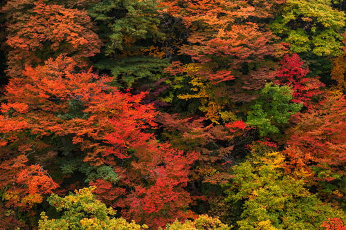 秋の八幡平、赤やオレンジ、黄色に染まるカエデともみじの山林