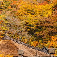 黄葉に囲まれた茅葺屋根の古民家 秋の伝統建築の写真