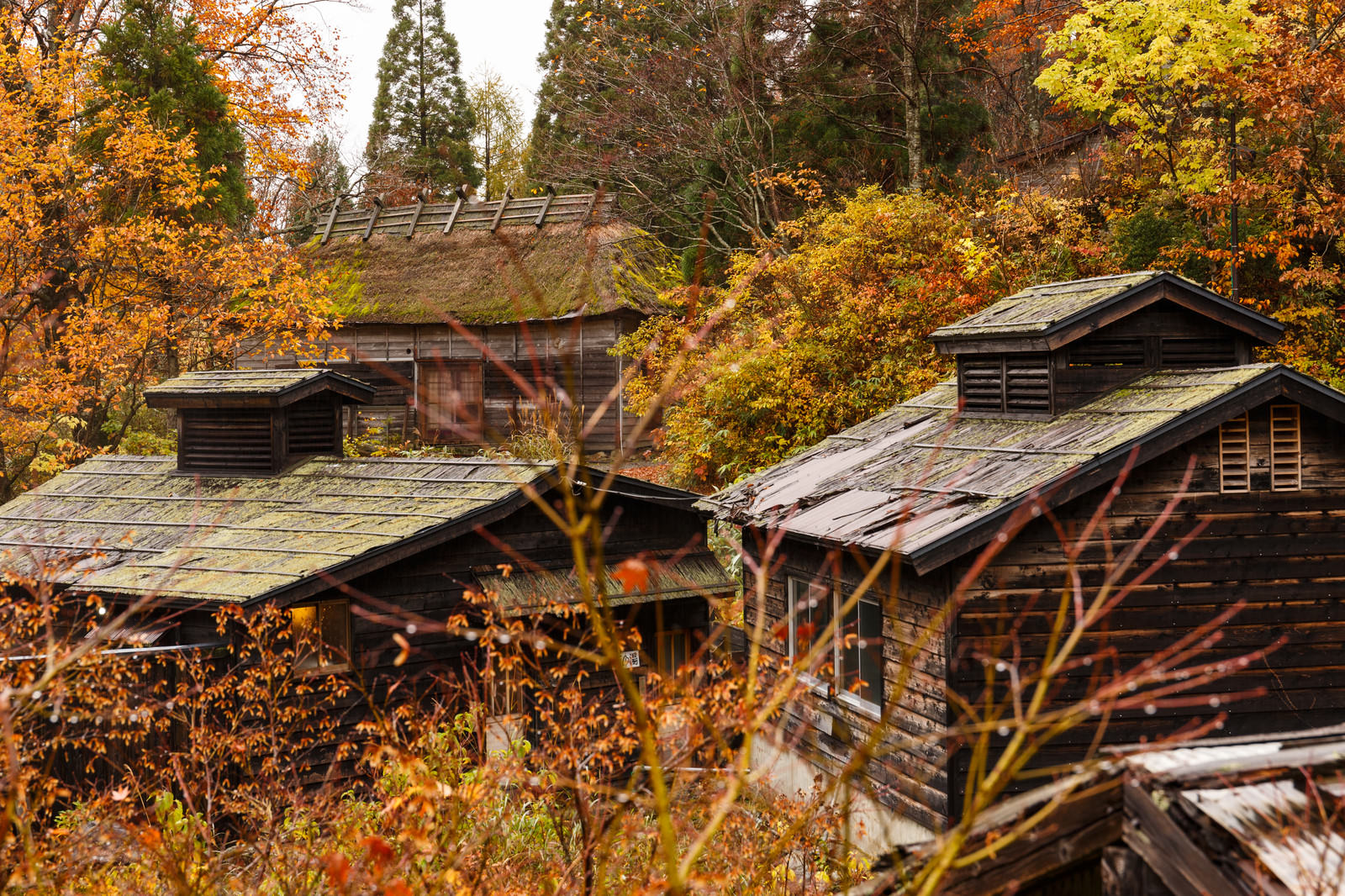 山間の谷間に建つ茅葺き屋根の古民家と色づいた紅葉の風景