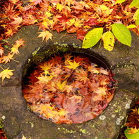 水たまりに映る紅葉した落ち葉の反射と秋の風景の写真