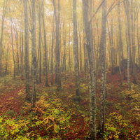 朝霧に包まれた黄葉のブナ林の秋の森林景観の写真