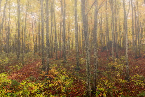 朝霧に包まれた黄葉のブナ林の秋の森林景観