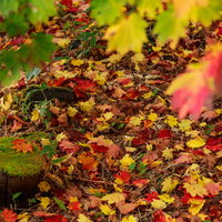 赤やオレンジ、黄色に彩られた秋の落葉が地面に積もる季節風景の写真