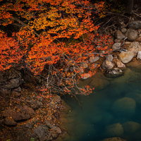 河川に映るオレンジ色の紅葉ともみじが岩石に映える秋の清流の写真