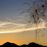 珍しい昼花火が上がる大曲の花火と青空の写真