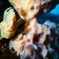 オレンジ色のサンゴの陰に隠れるイロカエルアンコウの写真