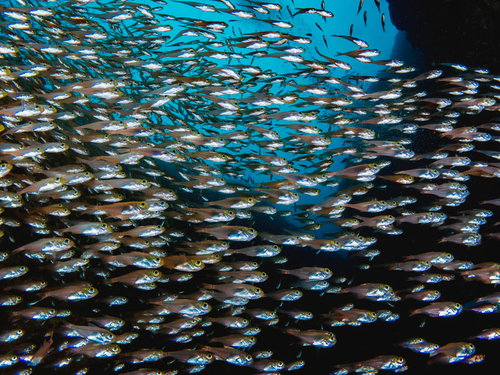 ものすごい数のキンメモドキの大群が群れをなす水中風景