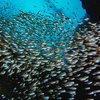 青い海中で密集するキンメモドキの魚群の写真