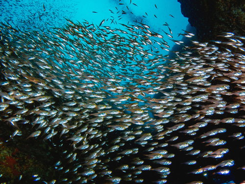 青い海中で密集するキンメモドキの魚群