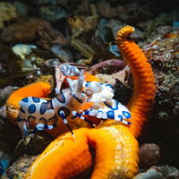 ヒトデの上に乗るフリソデエビ、海底の岩場で撮影した水中生物の生態の写真