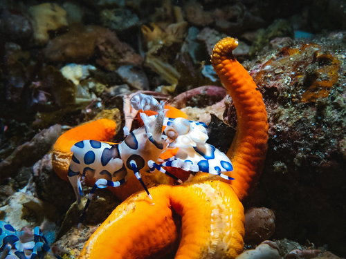 ヒトデの上に乗るフリソデエビ、海底の岩場で撮影した水中生物の生態