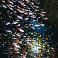 青い海中で群れをなして泳ぐキンメモドキの魚群の写真