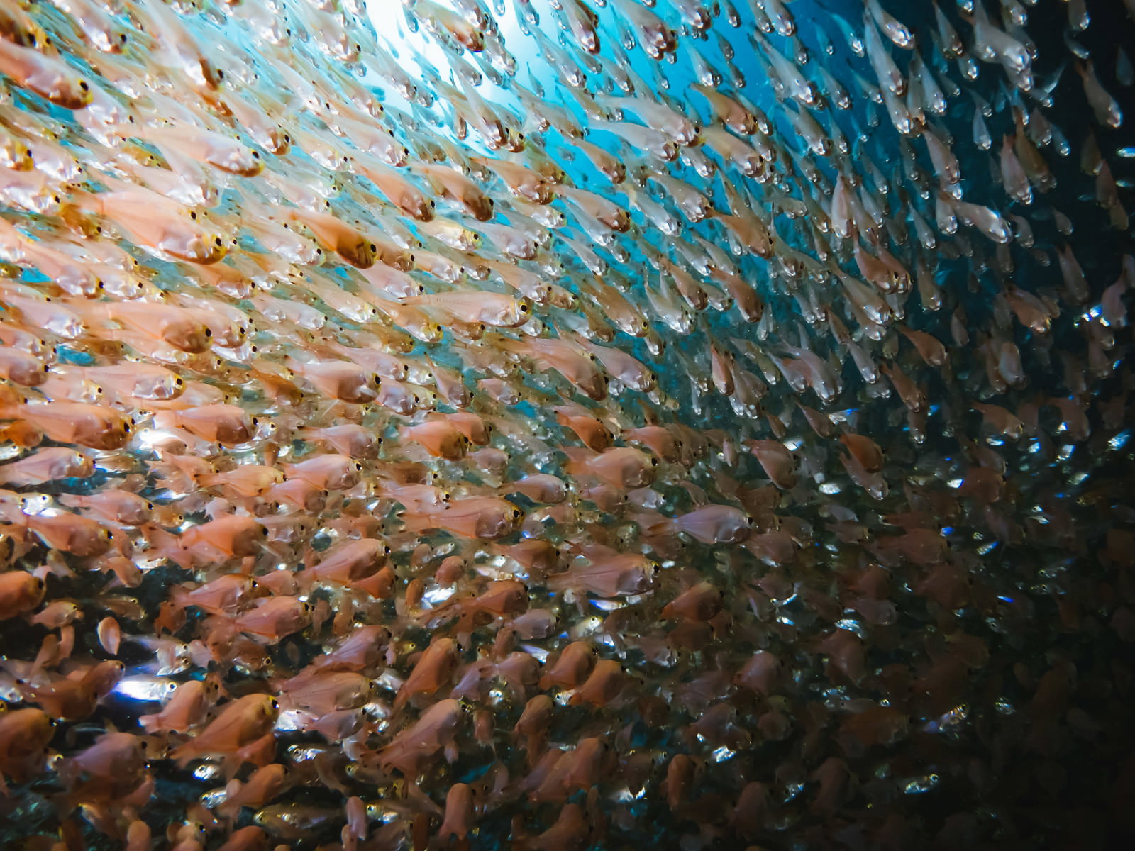 光に透けるキンメモドキの魚群