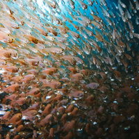 光に透けるキンメモドキの魚群の写真
