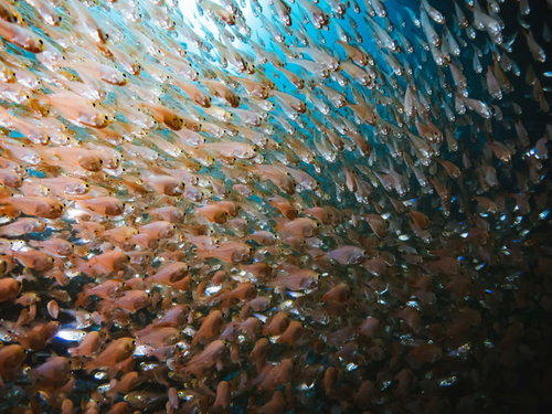 光に透けるキンメモドキの魚群