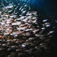 暗闇の海中で密集するキンメモドキの魚群の水中撮影の写真