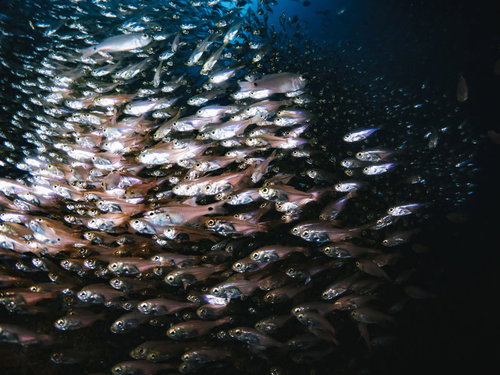 暗闇の海中で密集するキンメモドキの魚群の水中撮影